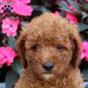 Mel, Mini Goldendoodle Puppy