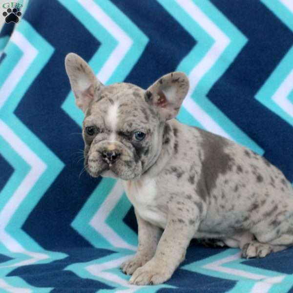 Melanie, Frenchton Puppy