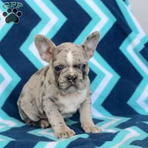 Melanie, Frenchton Puppy