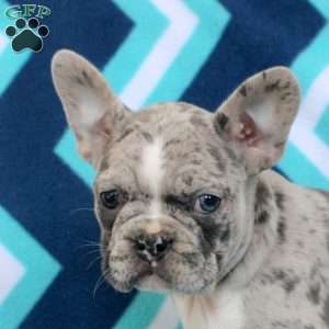 Melanie, Frenchton Puppy
