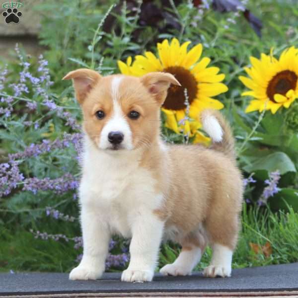 Melanie, Pembroke Welsh Corgi Puppy