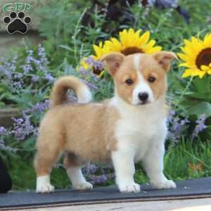 Melanie, Pembroke Welsh Corgi Puppy