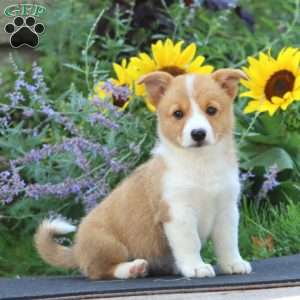 Melanie, Pembroke Welsh Corgi Puppy