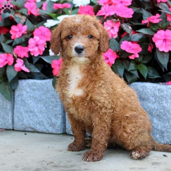 Melissa, Mini Goldendoodle Puppy