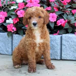 Melissa, Mini Goldendoodle Puppy
