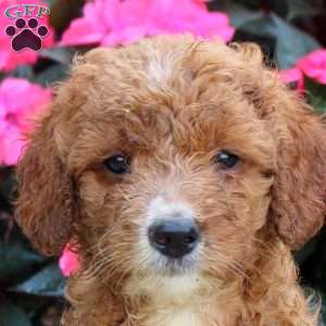 Melissa, Mini Goldendoodle Puppy