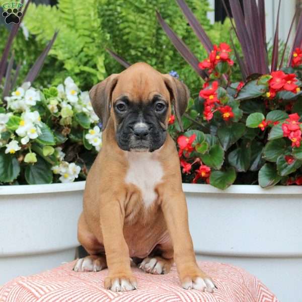 Melody, Boxer Puppy