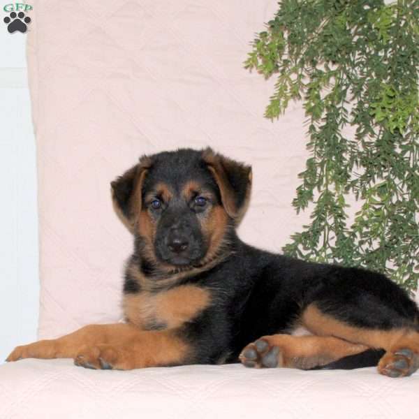 Melody, German Shepherd Puppy