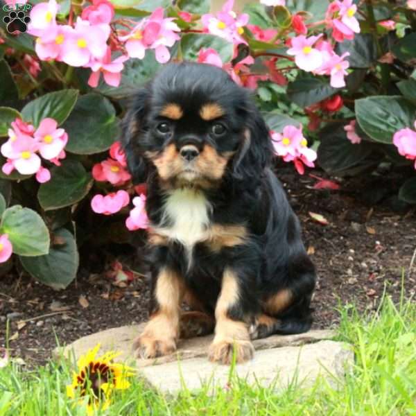 Melody, Cavalier King Charles Spaniel Puppy