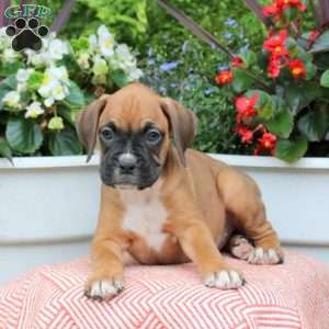 Melody, Boxer Puppy