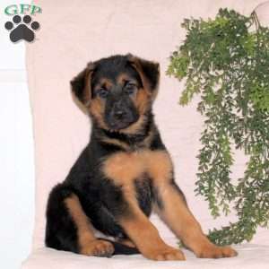 Melody, German Shepherd Puppy