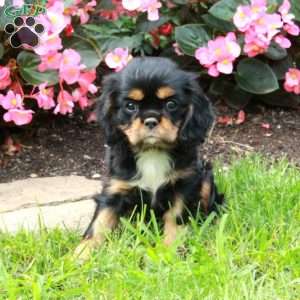 Melody, Cavalier King Charles Spaniel Puppy