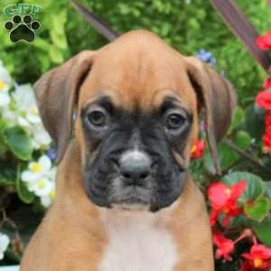 Melody, Boxer Puppy