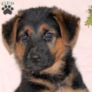 Melody, German Shepherd Puppy