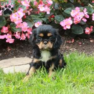 Melody, Cavalier King Charles Spaniel Puppy