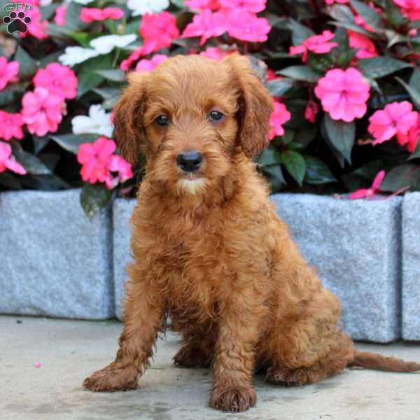 Merle, Mini Goldendoodle Puppy