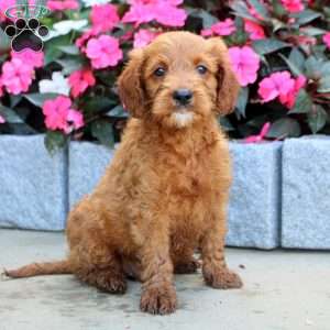Merle, Mini Goldendoodle Puppy