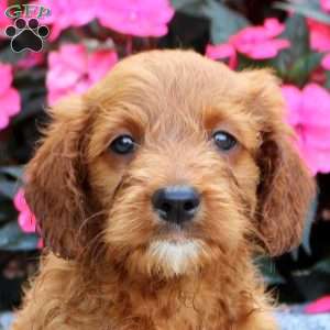 Merle, Mini Goldendoodle Puppy