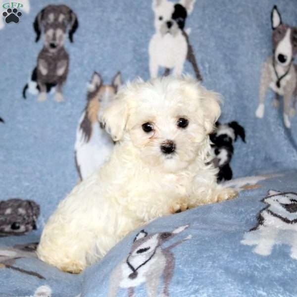 Merle, Maltese Puppy