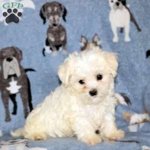Merle, Maltese Puppy
