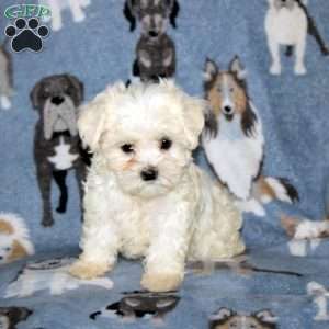 Merle, Maltese Puppy