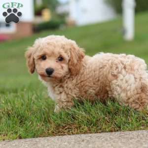 Mia, Bich-Poo Puppy