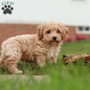 Mia, Bich-Poo Puppy