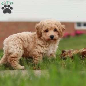 Mia, Bich-Poo Puppy
