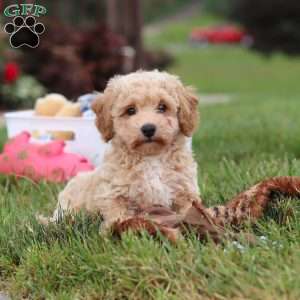 Mia, Bich-Poo Puppy
