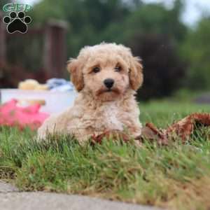 Mia, Bich-Poo Puppy