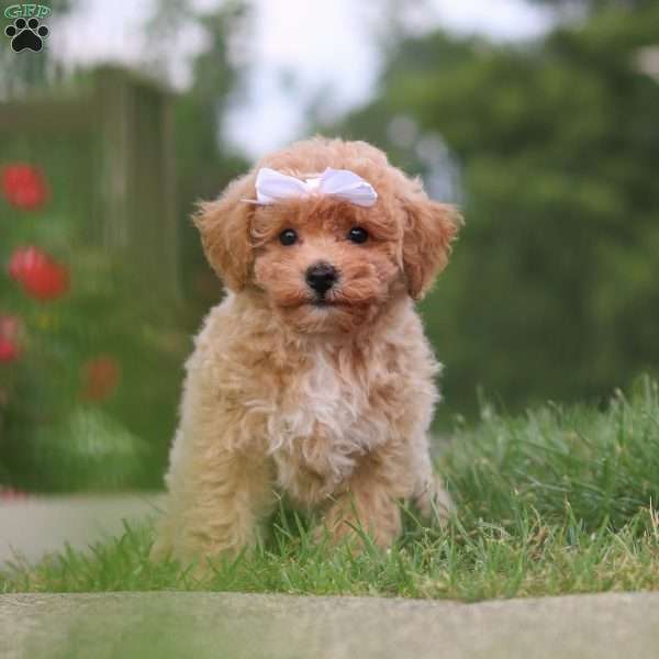 Mia, Bich-Poo Puppy