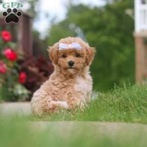 Mia, Bich-Poo Puppy