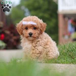 Mia, Bich-Poo Puppy