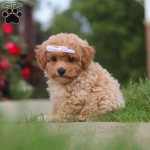 Mia, Bich-Poo Puppy