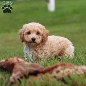 Mia, Bich-Poo Puppy