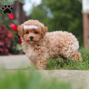 Mia, Bich-Poo Puppy