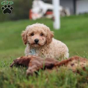 Mia, Bich-Poo Puppy
