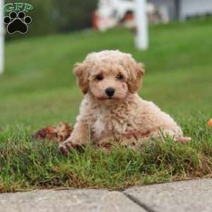 Mia, Bich-Poo Puppy
