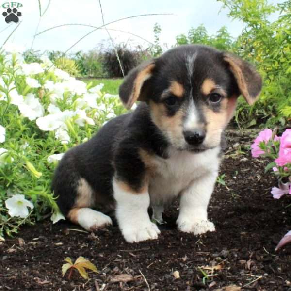 Mia, Pembroke Welsh Corgi Puppy