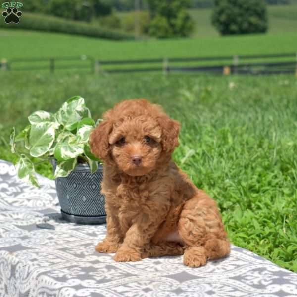 Mia, Mini Goldendoodle Puppy