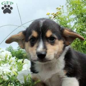 Mia, Pembroke Welsh Corgi Puppy