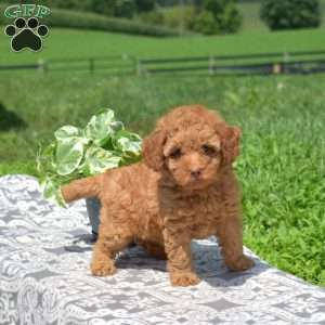 Mia, Mini Goldendoodle Puppy