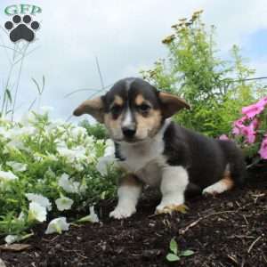 Mia, Pembroke Welsh Corgi Puppy