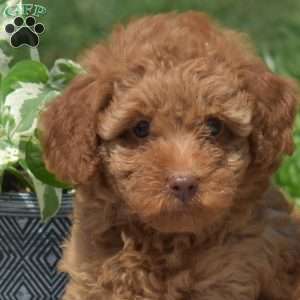 Mia, Mini Goldendoodle Puppy