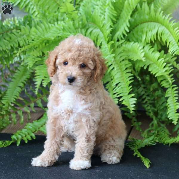 Mia, Miniature Poodle Puppy