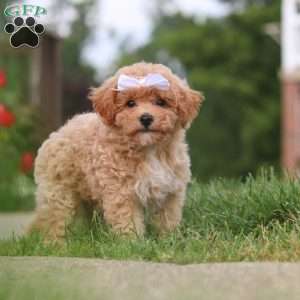 Mia, Bich-Poo Puppy