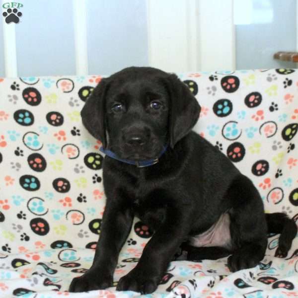 Micah, Black Labrador Retriever Puppy
