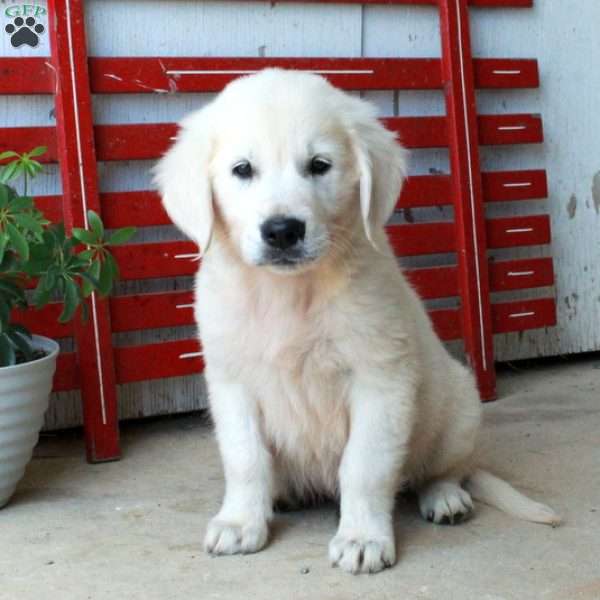 Mickey, English Cream Golden Retriever Puppy