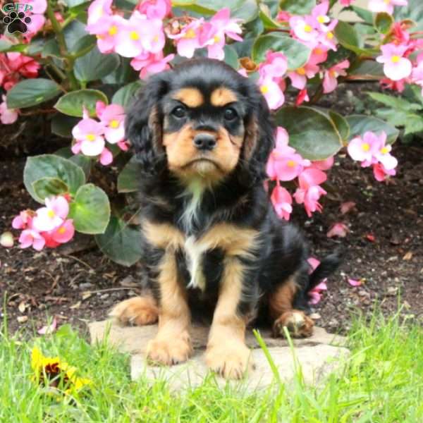 Mickey, Cavalier King Charles Spaniel Puppy
