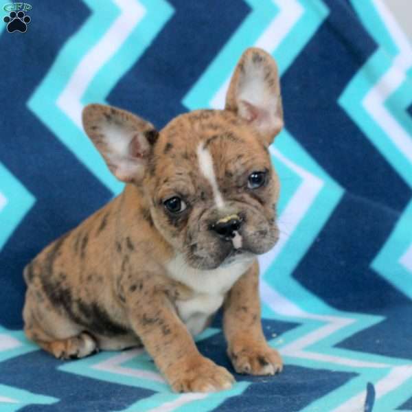 Mickey, Frenchton Puppy